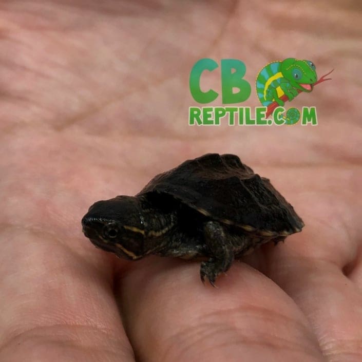 Musk turtle for sale baby musk turtles for sale online near me.