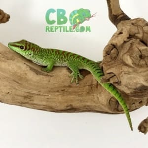 Baby Crimson Giant Day gecko for sale