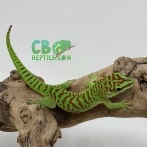 Crimson Giant Day gecko for sale