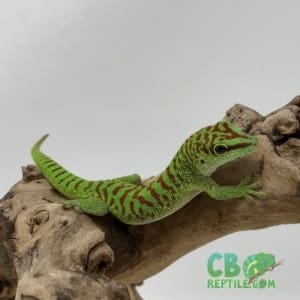 Crimson Giant Day gecko