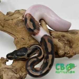 baby High White Pied Ball Python