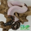 baby High White Pied Ball Python