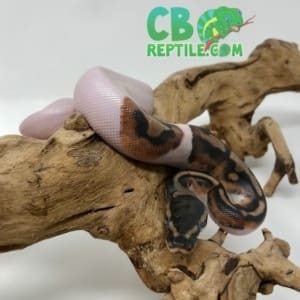 High White Pied Ball Python for sale