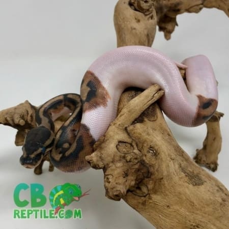 High White Pied Ball Python for sale