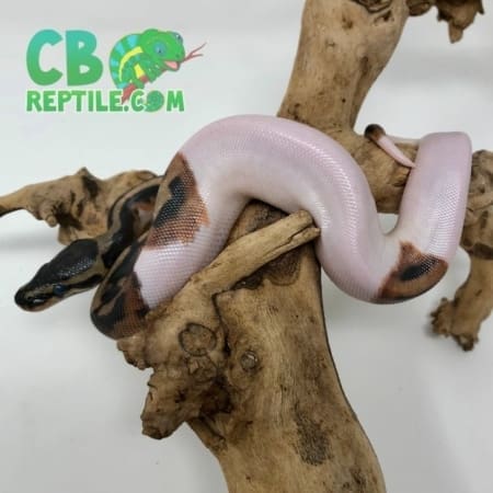 High White Pied Ball Python