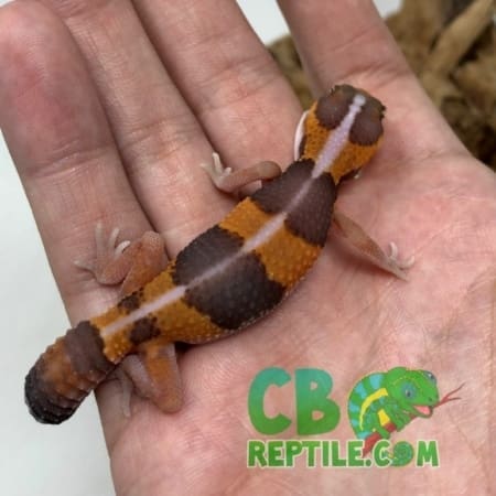 Striped Albino African fat tailed gecko for sale