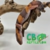 Striped Albino African fat tailed gecko for sale