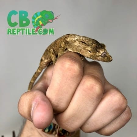 Chahoua gecko