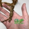 Chahoua gecko