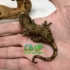 Chahoua gecko for sale