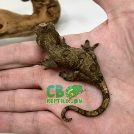 Chahoua gecko