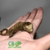 Chahoua gecko for sale