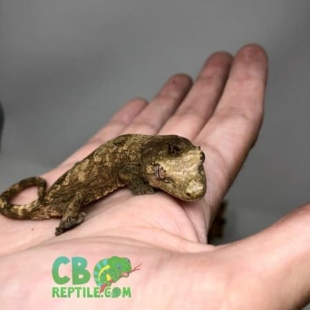 Chahoua gecko for sale