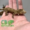 baby Chahoua gecko