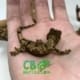 Chahoua gecko