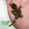 baby Chahoua gecko
