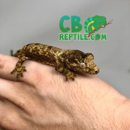 Chahoua gecko for sale