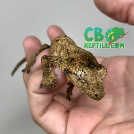 chahoua gecko