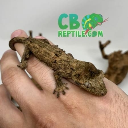 chahoua gecko for sale