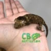 chahoua gecko for sale