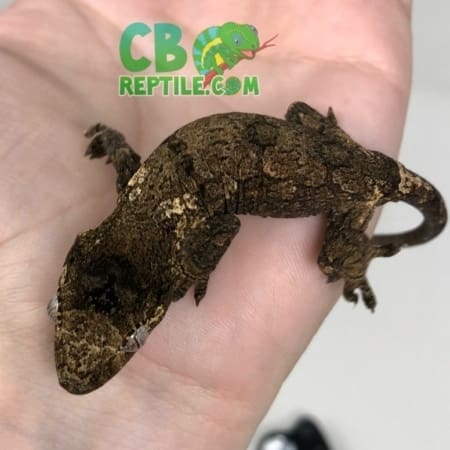 chahoua gecko