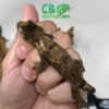 baby chahoua gecko