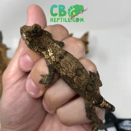 baby chahoua gecko
