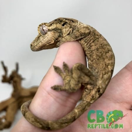 baby chahoua gecko