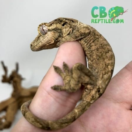 baby chahoua gecko