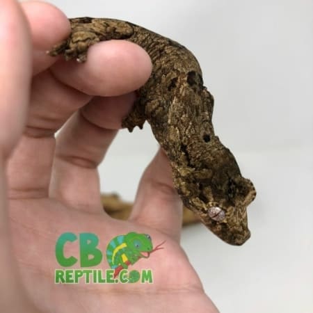 chahoua gecko for sale