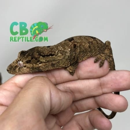 chahoua gecko