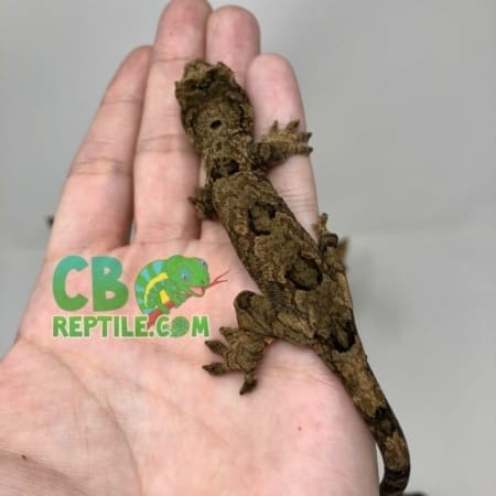 chahoua gecko for sale