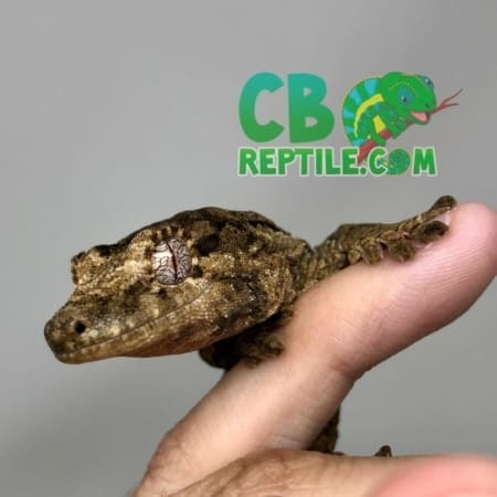 baby chahoua gecko
