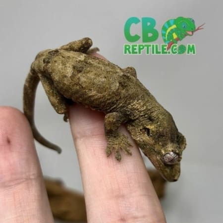 chahoua gecko
