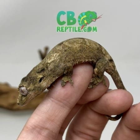 chahoua gecko for sale