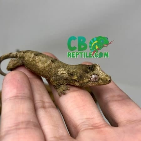 baby chahoua gecko
