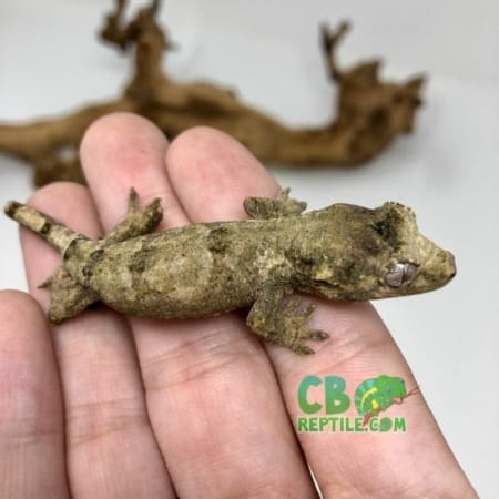 chahoua gecko for sale
