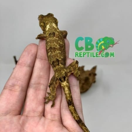 chahoua gecko