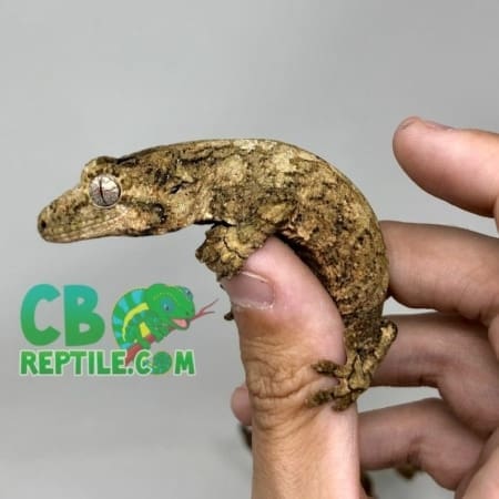 baby chahoua gecko