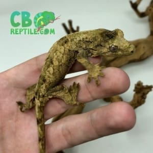 chahoua gecko for sale