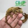 baby chahoua gecko