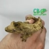 chahoua gecko