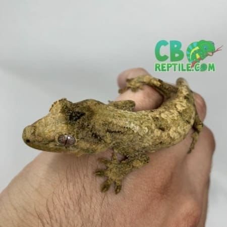chahoua gecko