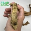 chahoua gecko for sale