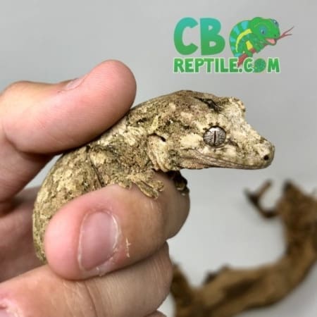 baby chahoua gecko