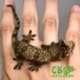 Pine Island Chahoua gecko