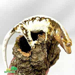 crested gecko