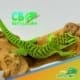 Giant Day Gecko