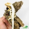 lilly white crested gecko