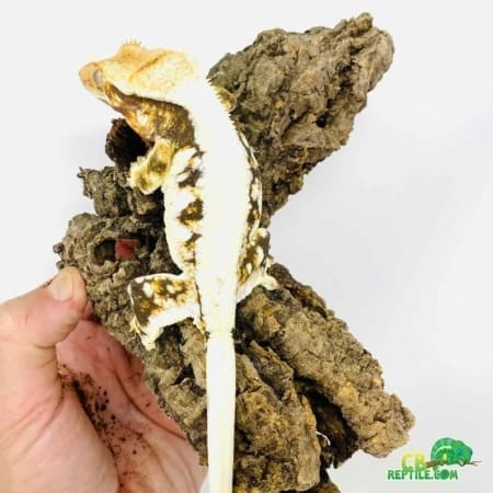 lilly white crested gecko